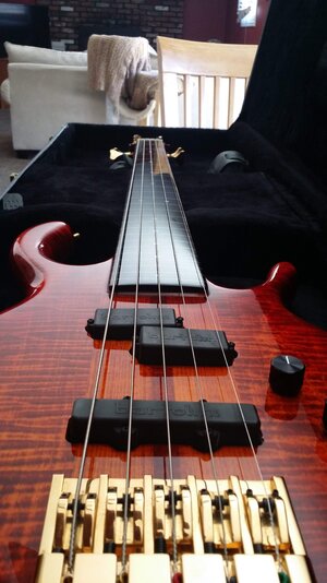 PEDULLA PENTABUZZ FRETLESS (NEW CONDITION)