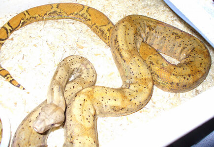 Neonate Hogg Island Boas for sale