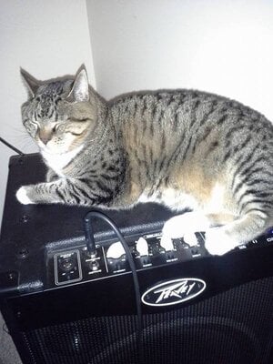 Bass%20Cat.jpg