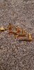 Gold Gotoh GB707 tuners