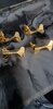 Schaller 2+2 gold tuners