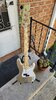 Fender Precision Bass (MIM / 2022)