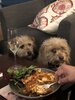 Dogs & Pasta.jpg