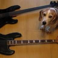 Bassist440