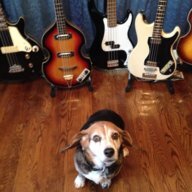 Beagle Bass