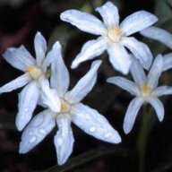 chionodoxa