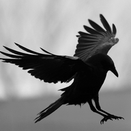 BlackCrow