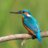 xKingfisher