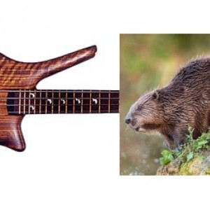 Warwick Beaver