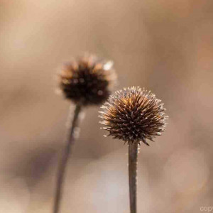 Verwelkte Kugeldistel im Herbst Macro