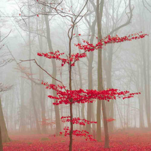 Magic forest in red and white