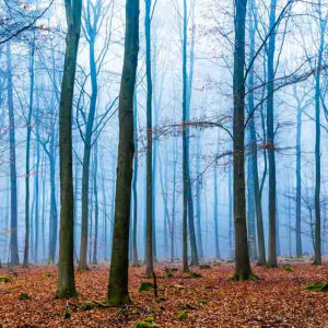 Magic forest in fog in blue and orange