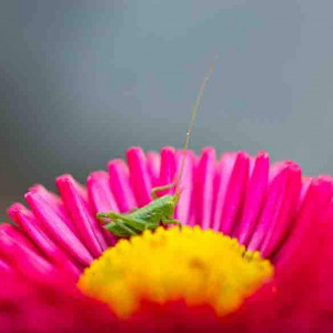 Small grasshopper sitting on a flower