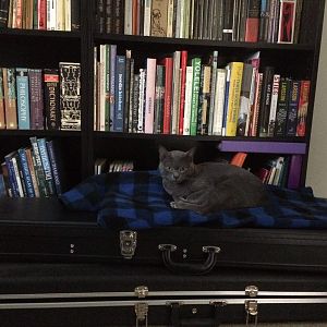 cat on cases