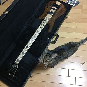 The Spector and the Cat