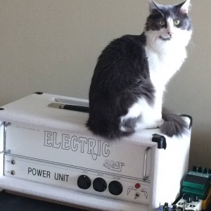 My kitty sittin on my Electric