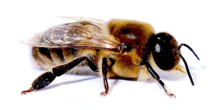 Role-of-Drone-Honeybee-in-the-Beehive.jpg