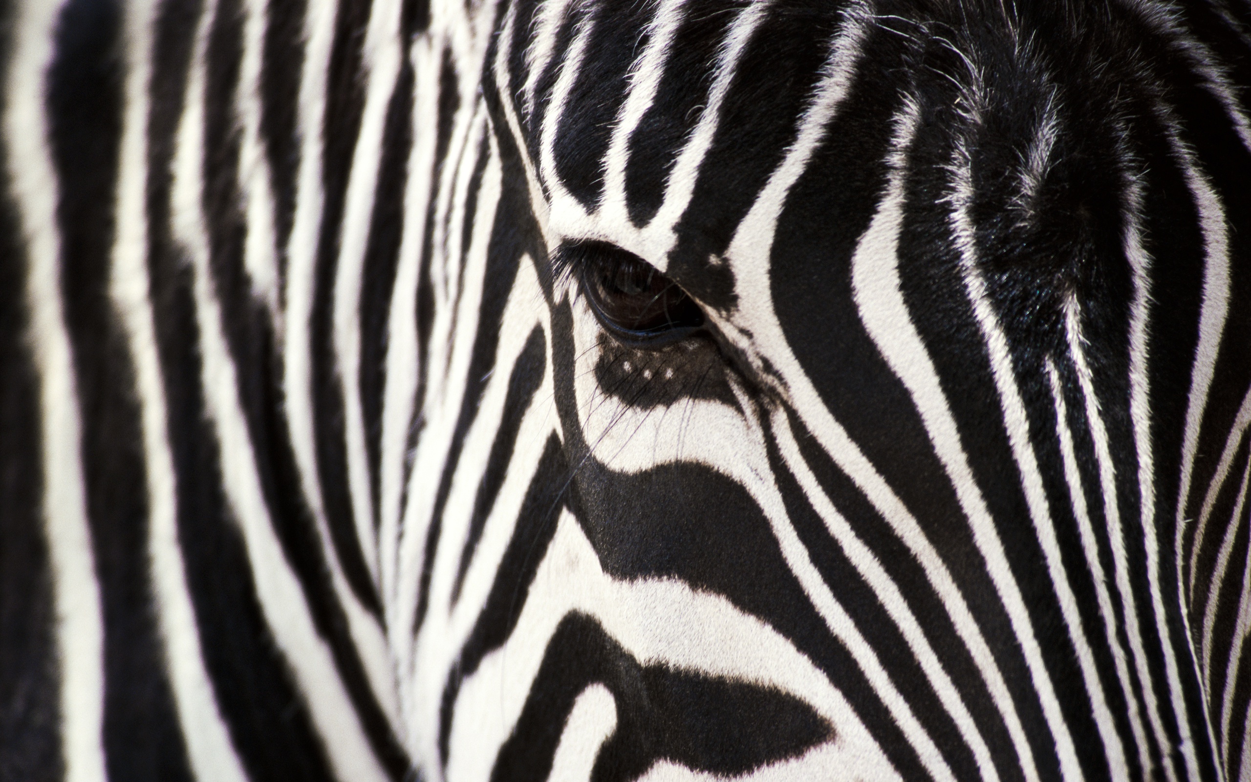 zebra-closeup-1.jpg